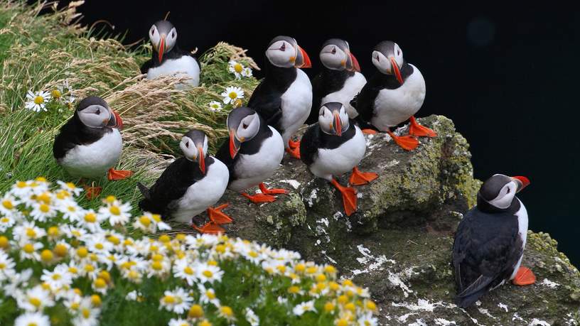 Op IJsland kun je prima vogels  spotten