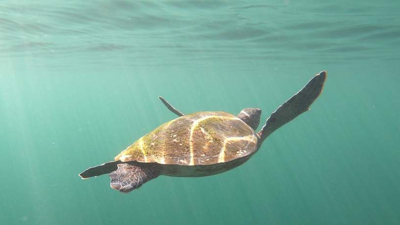 Een waterschildpad in het Ningaloo Reef