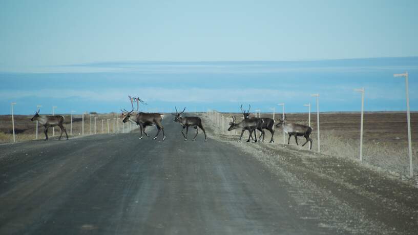 overstekende rendieren op de Dalton Highway - Alaska