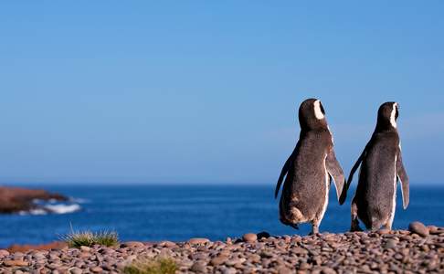 Magelhaen Pinguïn, Patagonië