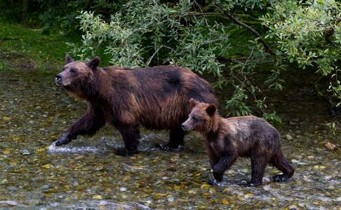Zalm vangende Grizzly beer en beer welp in Hyder, Alaska