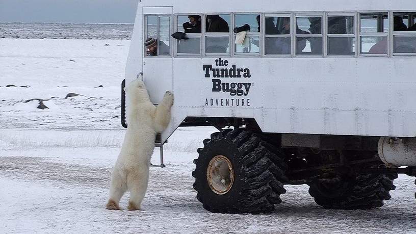 Hallo, aangenaam kennis te maken. Churchill, Canada.