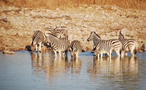 Okaukuejo Camp - Etosha National Park, Namibië