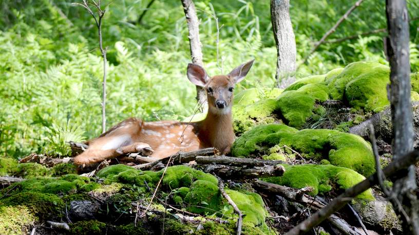 In de bossen rond Ontario en Quebec vind je heel veel dieren.