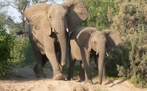 Desert Elephant, Damaraland, Namibië