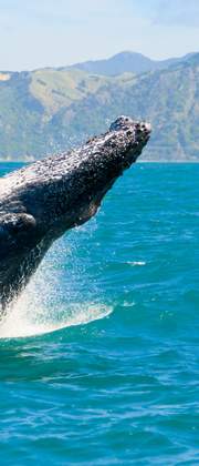 Bultrug walvis bij Kaikoura
