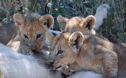 Moremi Game Reserve, Botswana