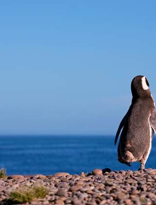 Magelhaen Pinguïn, Patagonië