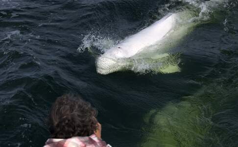 Beluga walvis, Tadoussac