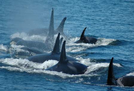 Dolphins Phillip Island Dolphins Phillip Island