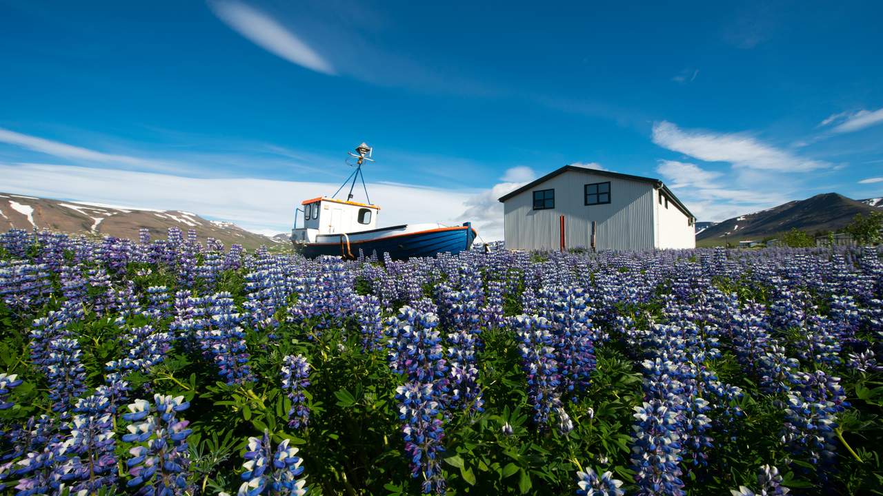Dagprogramma langs vakantiehuisjes askja reizen