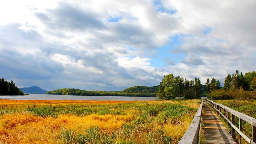 Boardwalk over de wetlands in Springdale