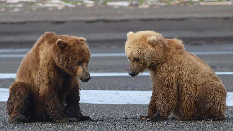 Grizzly beren in Katmai National Park