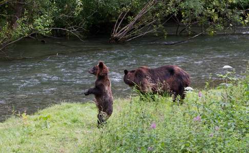 Grizzly beer en zijn jong zalm aan het vangen in Hyder Alaska