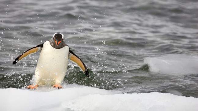 Ezelspinguin, Antarctica