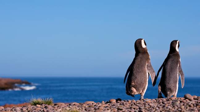 Magelhaen Pinguïn, Patagonië