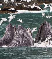 Bubblenet fishing, Juneau