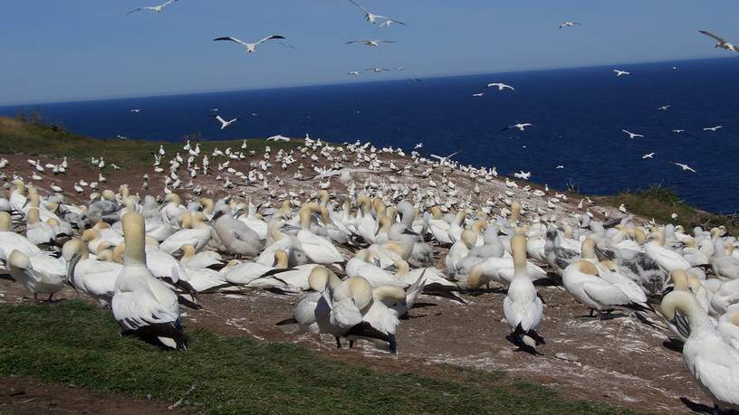 Jan-van-genten op Bonaventure Island