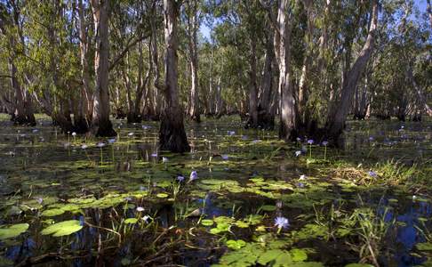 Mary River floodplains