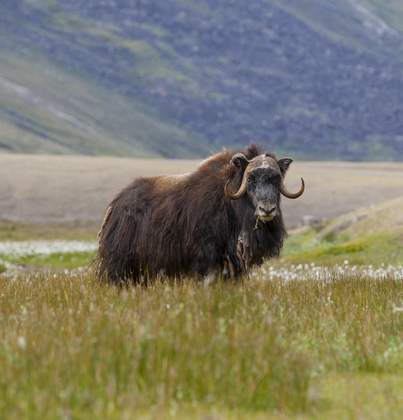 Muskusos bij Kangerlussuaq, West-Groenland