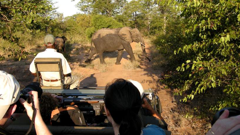 Gamedrive in Timbavati Private Game Reserve, Zuid-Afrika