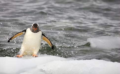 Ezelspinguin, Antarctica