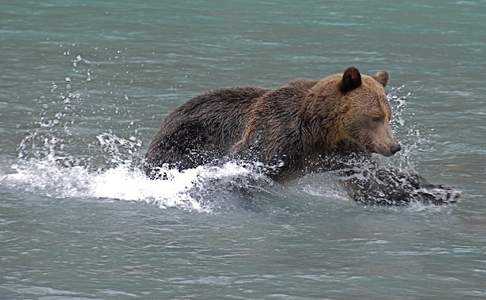 Grizzlybeer op zoek naar zalm