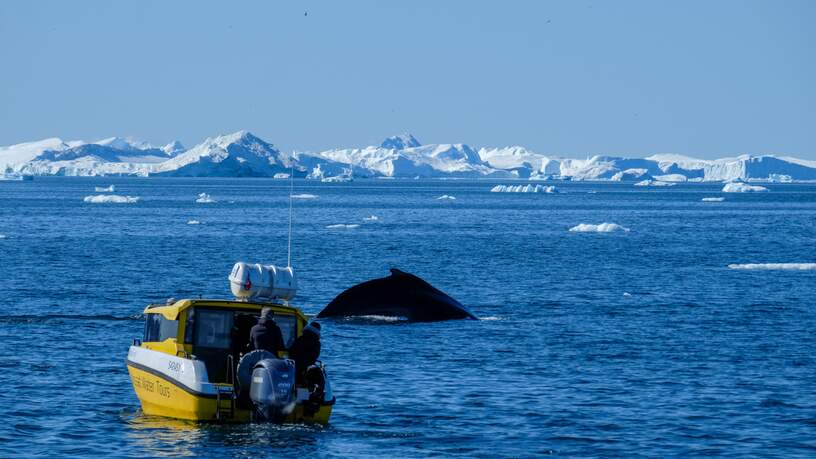Tijdens de walvisexcursie ga je op zoek naar deze reusachtige zoogdieren, die tussen de ijsbergen zwemmen © Roxanne van der Eijken