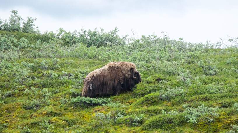 De muskusos leeft op de arctische toendra van Groenland © Roxanne van der Eijken