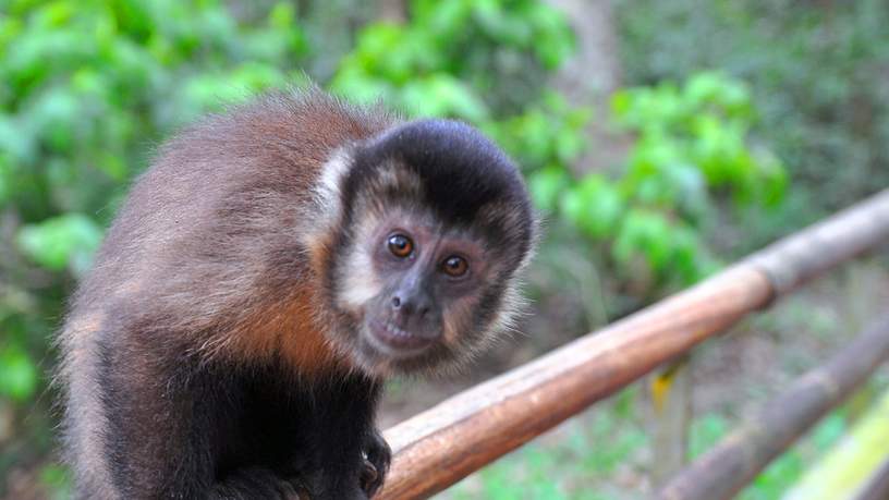 Een aap bij Iguazú