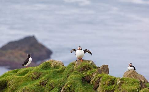 Fratercula Arctica Papegaaiduikers