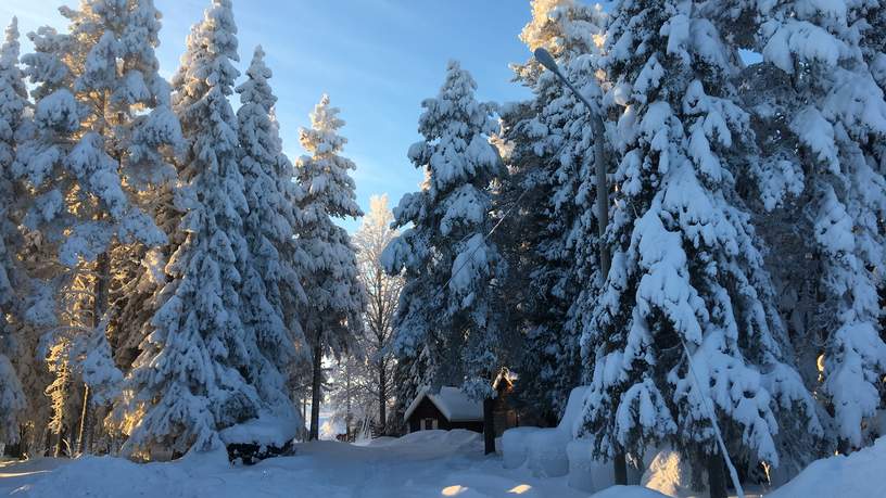 Met sneeuw bedekte bomen