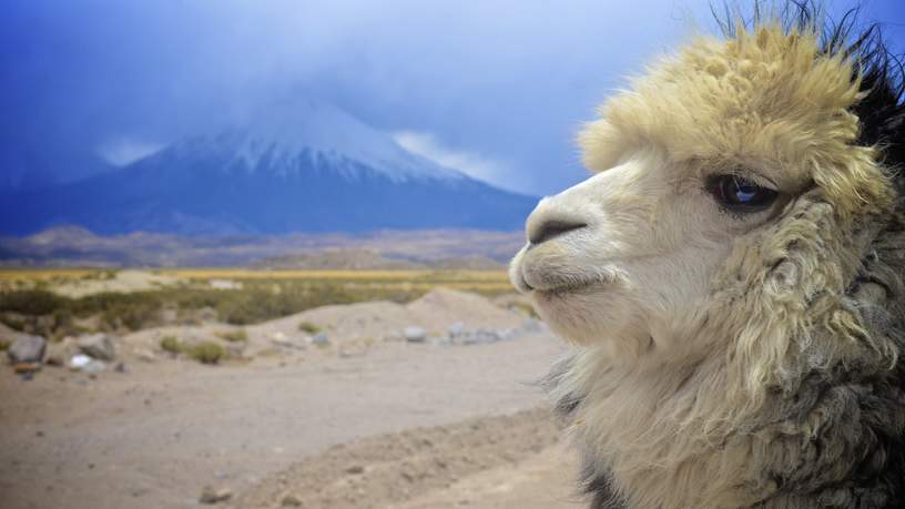 Sajama volcano - Lauca national park