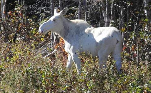 Witte eland, bij Timmins