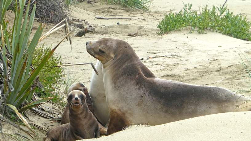 Zeeleeuwen bij Purakanui Bay