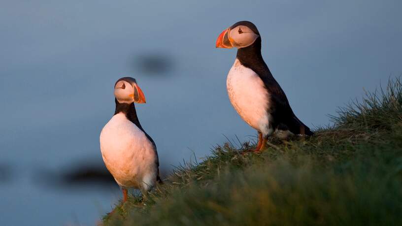 Spot papegaaiduikers vanuit Grundarfjörður op het schiereiland Snæfellsnes